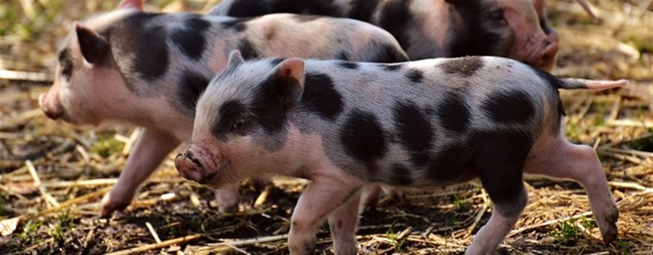 Produção sustentável de suínos