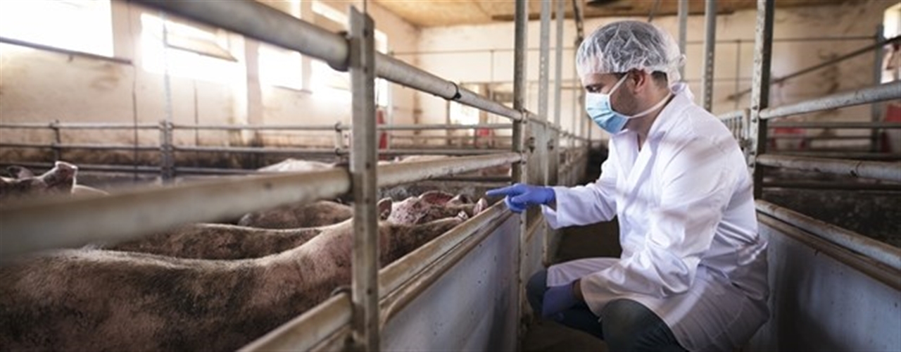 MBA Alimentação Saudável