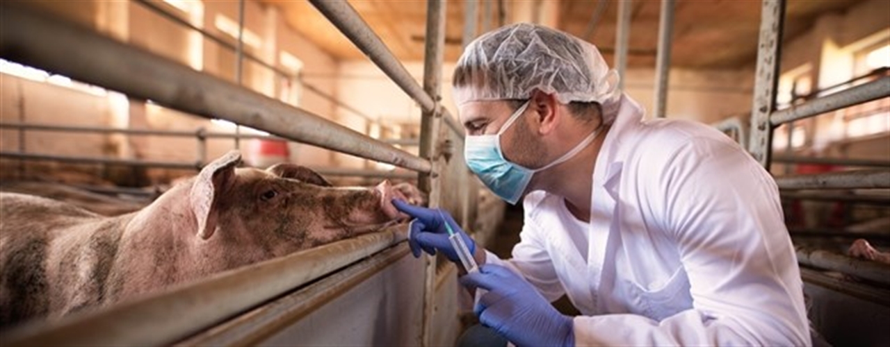 MBA Alimentação equilibrada
