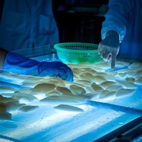Capacitação em Amostragem e Análises de Semente