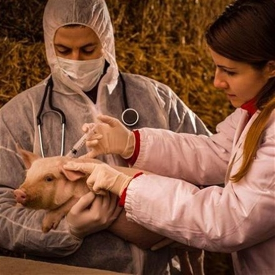Capacitação em Anatomofisiologia do Trato Gastrointestinal de Animais Monogástricos