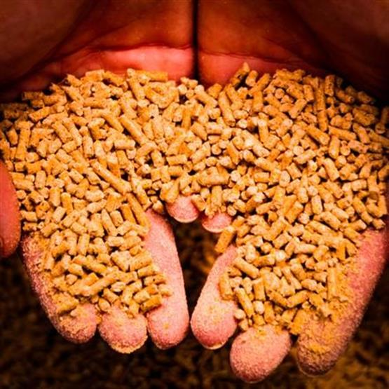 Capacitação em Classificação de Grãos – Arroz, Feijão, Milho, Milho Pipoca, Soja e Sorgo