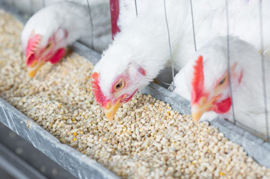 Capacitação em Nutrição e Manejo de Frango de Corte