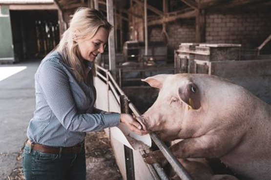 Capacitação em Exigências Nutricionais e Alimentação de Suínos